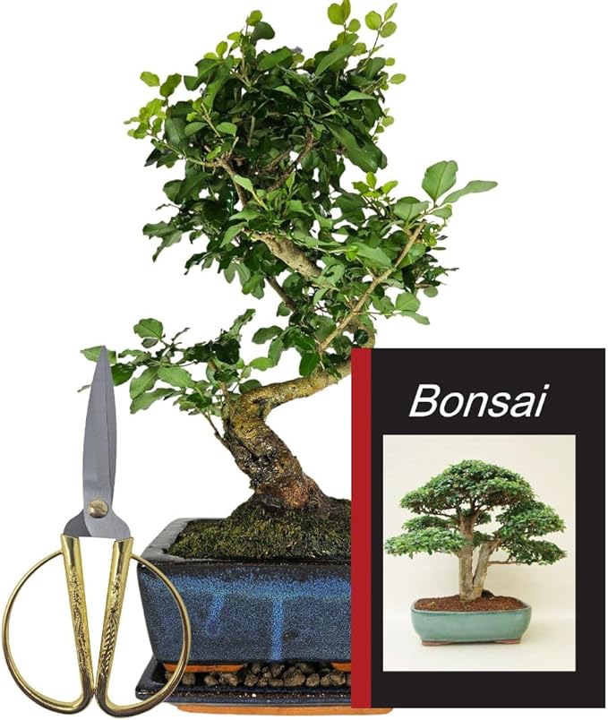 Chinesischer Liguster Bonsai in blauer Schale mit goldener Bonsaischere und Pflegebuch